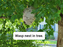 Biggins Exterminating Co. - Photo 5 - Car repair in , Cambridge