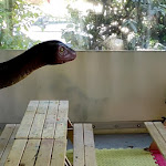 Photo n°3 de l'avis de Valerio.e fait le 10/07/2021 à 20:02 sur le  Hotel Major Resort for Kids Dinosaur Park à Cervia