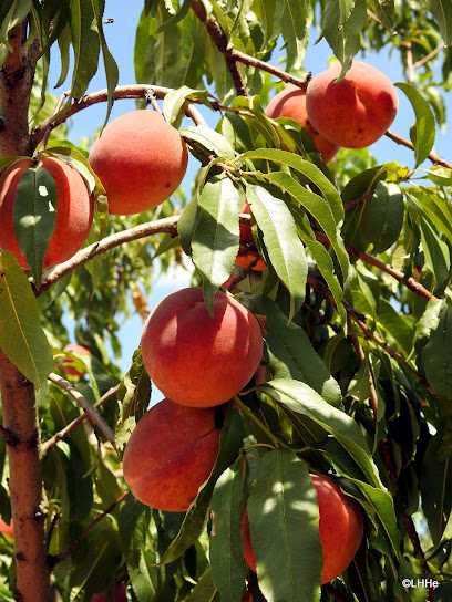Jenschke Orchards