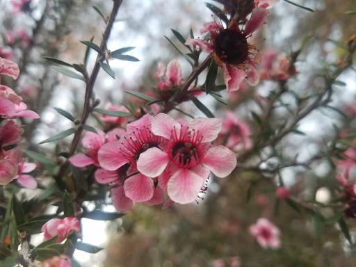 Club «StoneTree Golf Club (A Bay Club Property)», reviews and photos, 9 Stone Tree Ln, Novato, CA 94945, USA