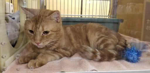 Pet Supply Store «PetSmart», reviews and photos, 57 W Aylesbury Rd, Lutherville, MD 21093, USA