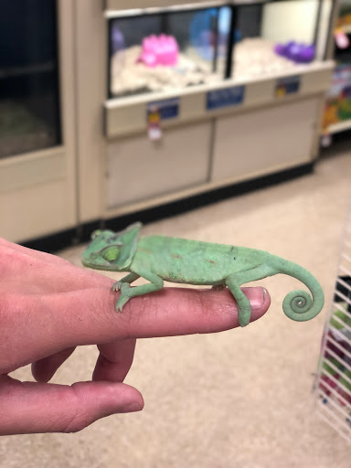 Pet Supply Store «PetSmart», reviews and photos, 2101 Elmwood Ave, Buffalo, NY 14207, USA