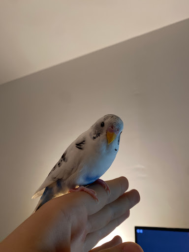 Pet Store «The Pet Zone», reviews and photos, 20 W Oak St, Pittston, PA 18640, USA