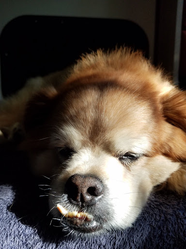 Seventy First Animal Hospital image