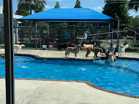 Pet Paradise Wesley Chapel - Photo 4 - Car repair in Wesley Chapel, FL, Brandon