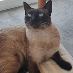 Photo n°14 de l'avis de Our.r fait le 02/05/2024 à 17:32 sur le  Trattoria da Gaetano à Gelso