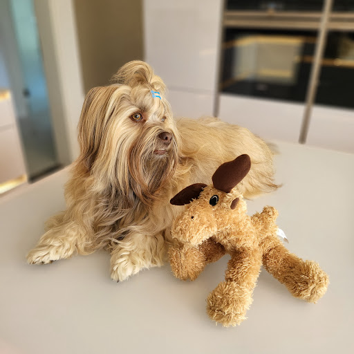 Tierärztliche Gemeinschaftspraxis Dr. L. Ladehoff & Dr. J. Vieth unter Nindorf, Schleswig-Holstein