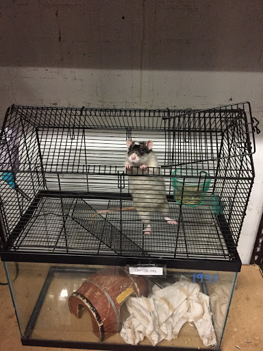 Pet Store «Critter Hut Aquarium & Pets», reviews and photos, 6637 Post Rd, North Kingstown, RI 02852, USA