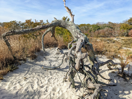 National Park «Assateague Island National Seashore», reviews and photos, 7206 National Seashore Ln, Berlin, MD 21811, USA