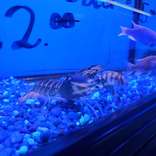 Pet Store «Pet Land», reviews and photos, 1450 Fort Campbell Blvd, Clarksville, TN 37042, USA