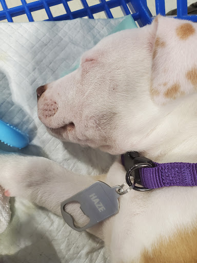 Pet Supply Store «PetSmart», reviews and photos, 11134 Parkside Dr, Knoxville, TN 37934, USA