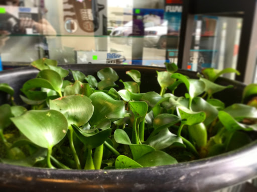 Pet Store «World of Wet Pets», reviews and photos, 8542 SW Apple Way, Portland, OR 97225, USA