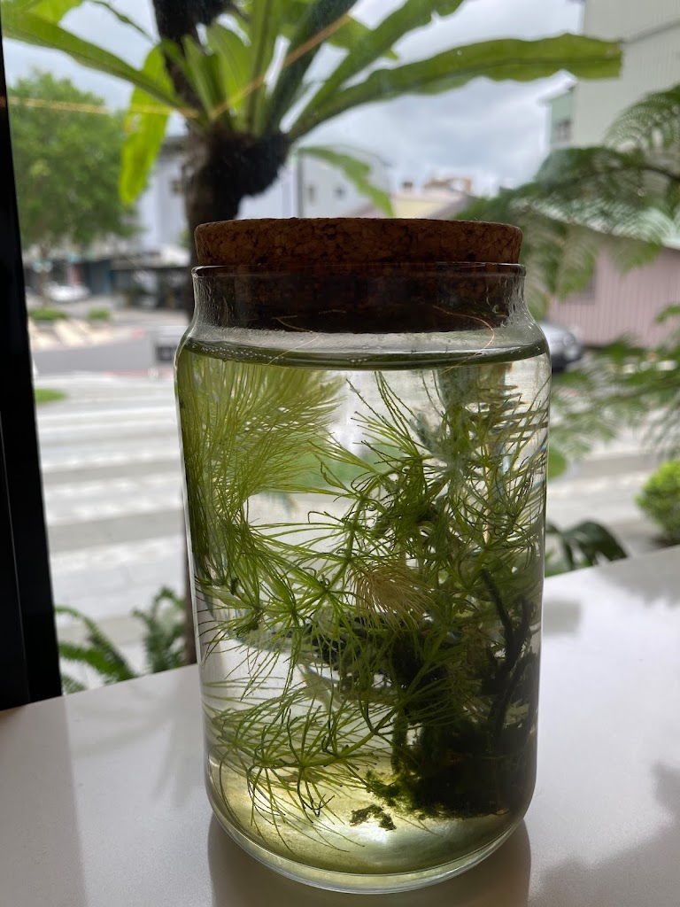 夏雪覓境 的照片