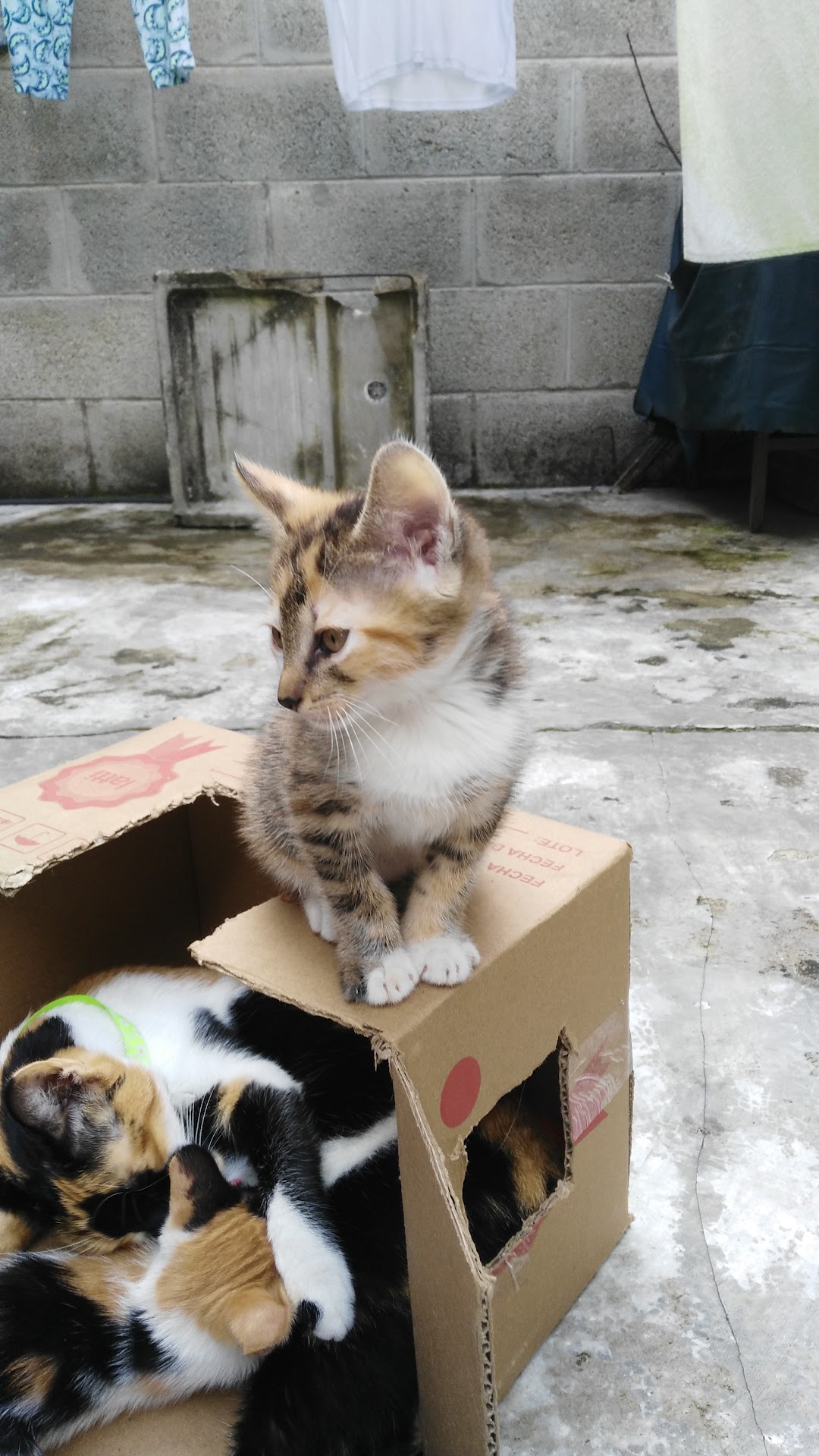 Casas De Comfenalco, Trapiche.