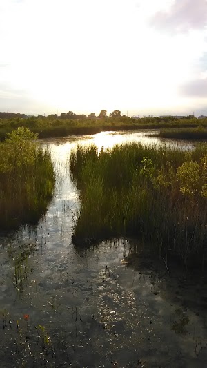 Pearson Metropark - photo 79
