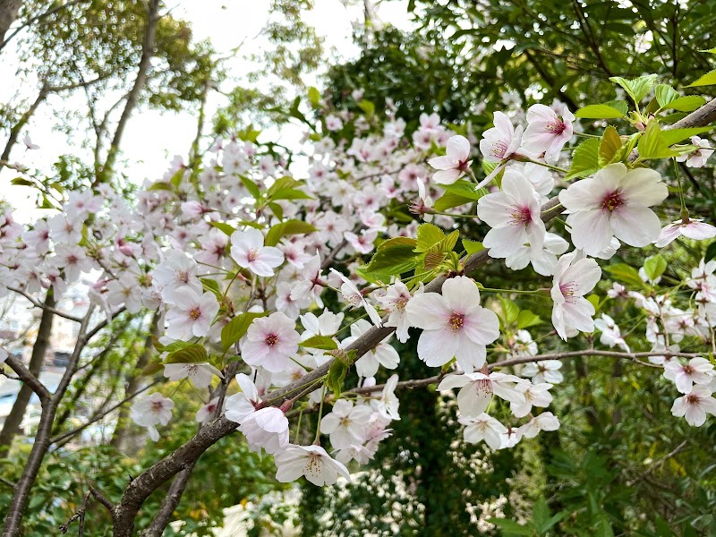 曲田山公園