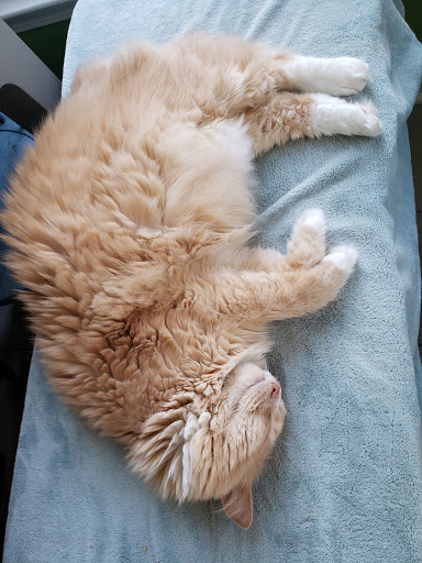 Pet Supply Store «PetSmart», reviews and photos, 1285 Johnson Ferry Rd, Marietta, GA 30068, USA