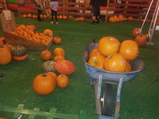 Enchanted Country Pumpkins