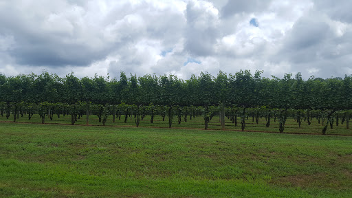 Vineyard «Horton Vineyards», reviews and photos, 6399 Spotswood Trail, Gordonsville, VA 22942, USA