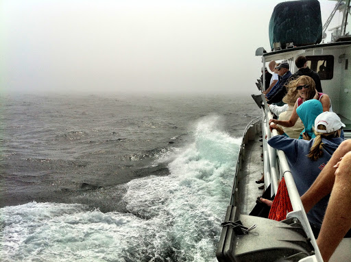 Whale Watching Tour Agency «7 Seas Whale Watch», reviews and photos, 63 Rogers St, Gloucester, MA 01930, USA