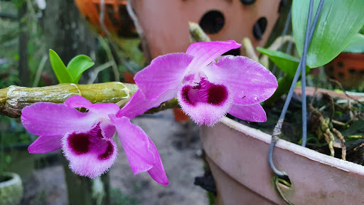 Vườn măng cụt Thanh Tú