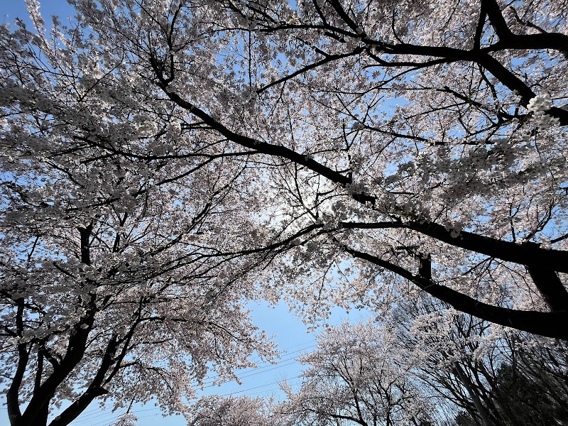 野崎第二工業団地の桜並木