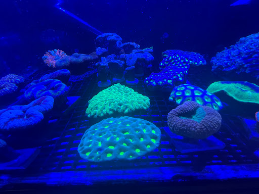 Pet Store «Animal Attraction», reviews and photos, 2518 11th Ave, Greeley, CO 80631, USA