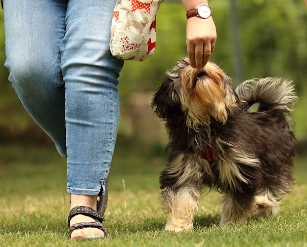 Rezensionen über Hundeschule Freche Hummel in Genf - Hundeschule