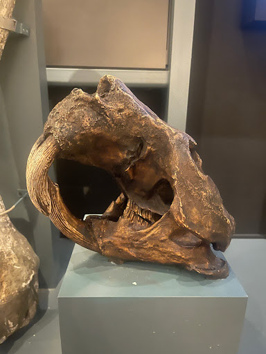 Museum «Museum of Natural and Cultural History», reviews and photos, 1680 E 15th Ave, Eugene, OR 97401, USA