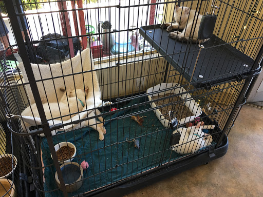 Thrift Store «PawPrints Thrift Boutique», reviews and photos, 1360 E 1st Ave, Chico, CA 95926, USA