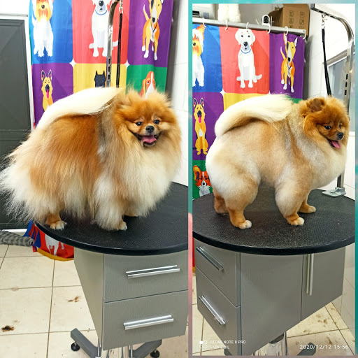 Logo da empresa - Fafá e Sil Estética Pet