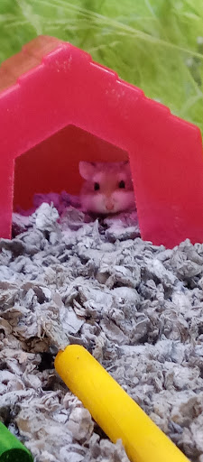 Pet Supply Store «PetSmart», reviews and photos, 3585 N Shiloh Dr, Fayetteville, AR 72703, USA