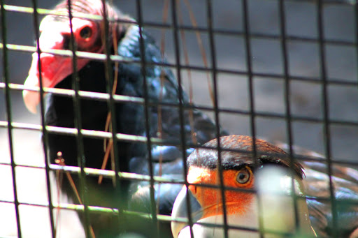 Zoo «Audubon Center for Birds of Prey», reviews and photos, 1101 Audubon Way, Maitland, FL 32751, USA