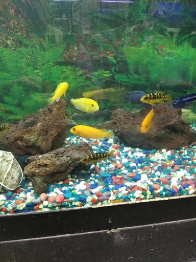 Pet Supply Store «Over Bridge Pet Supplies», reviews and photos, 24 Seneca St, Hornell, NY 14843, USA