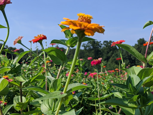 Farm «Jaemor Farms», reviews and photos, 5340 Cornelia Hwy, Alto, GA 30510, USA