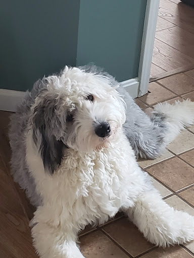 Pet Supply Store «Pet Supplies Plus», reviews and photos, 209 Towne Dr, Elizabethtown, KY 42701, USA