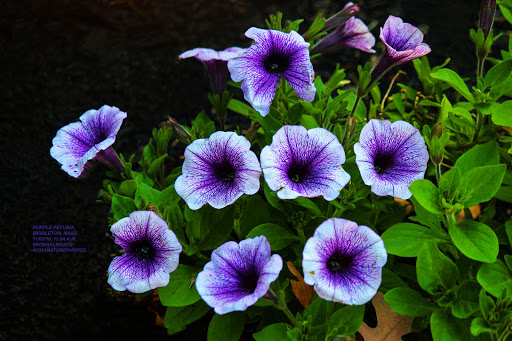 Country Club «Ferncroft Country Club», reviews and photos, 10 Village Rd, Middleton, MA 01949, USA