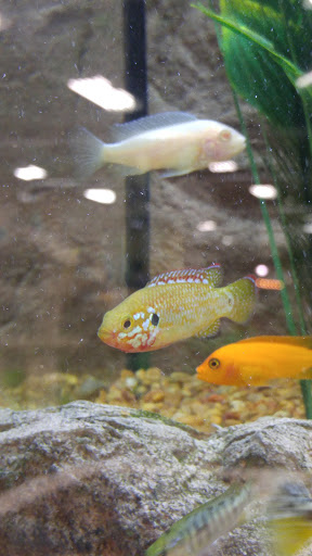 Pet Supply Store «Premier Pet Supply», reviews and photos, 31215 Southfield Rd, Beverly Hills, MI 48025, USA