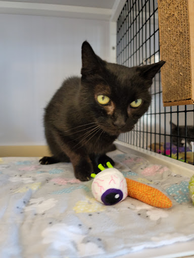 Pet Supply Store «Pet Supplies Plus», reviews and photos, 1258 Northlake Blvd, Lake Park, FL 33403, USA