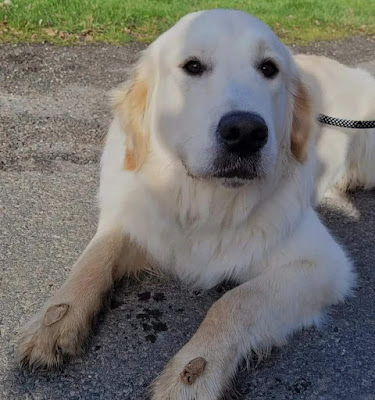 Keen Dog éducation canine - Éducatrice et comportementaliste canin à Cormeray