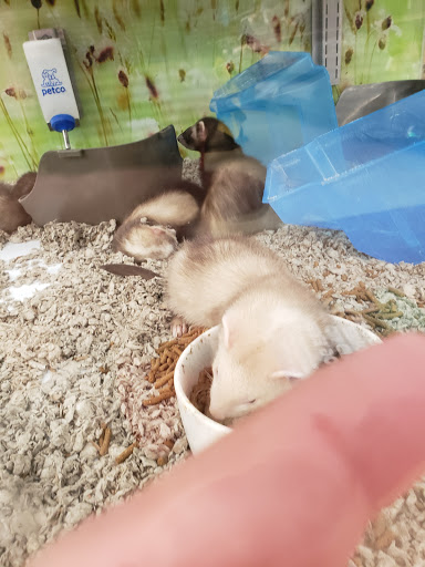 Pet Supply Store «Petco Animal Supplies», reviews and photos, 86 Storrs Rd, Mansfield Center, CT 06250, USA