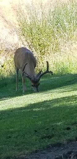 Golf Course «Ancil Hoffman Golf Course», reviews and photos, 6700 Tarshes Dr, Carmichael, CA 95608, USA