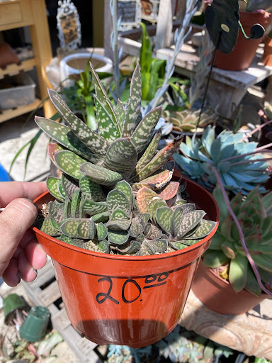 Florist «Plant Safari», reviews and photos, 653 N Central Ave, Upland, CA 91786, USA