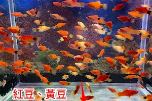 富園熱帶魚財神魚養殖場 image