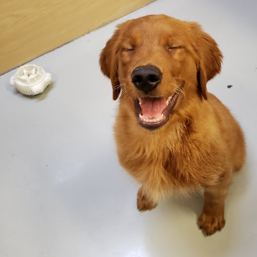 Pet Store «Pet Express», reviews and photos, 100 Independence Way, Danvers, MA 01923, USA