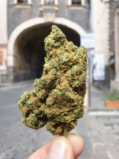 Urban Haze - Grow & Seeds Shop - Cannabis Light