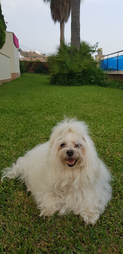 Peluquería canina y guarderia canina Sara (Dog gr - Calle Barranquilla de colombia, plaza andalucia, local 2, 29780 Nerja, Málaga, España