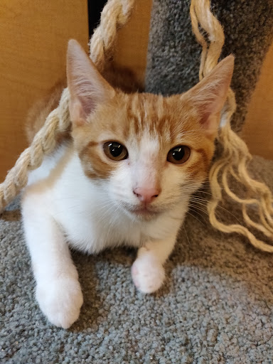 Pet Supply Store «PetSmart», reviews and photos, 3520 S El Camino Real, San Mateo, CA 94403, USA