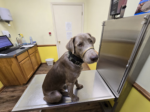 Platt Springs Road Animal Clinic image