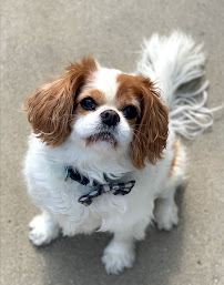 Drop the Leash Pet Sitting, LLC - Photo 7 - Car repair in , Columbus